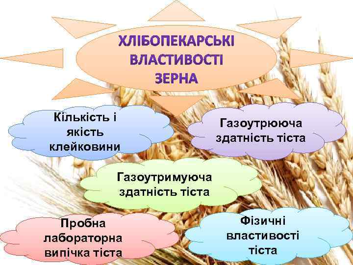 Кількість і якість клейковини Газоутрююча здатність тіста Газоутримуюча здатність тіста Пробна лабораторна випічка тіста