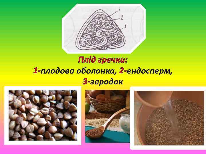 Плід гречки: 1 -плодова оболонка, 2 -ендосперм, 3 -зародок 