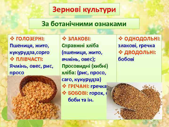 Зернові культури За ботанічними ознаками v ГОЛОЗЕРНІ: Пшениця, жито, кукурудза, сорго v ПЛІВЧАСТІ: Ячмінь,