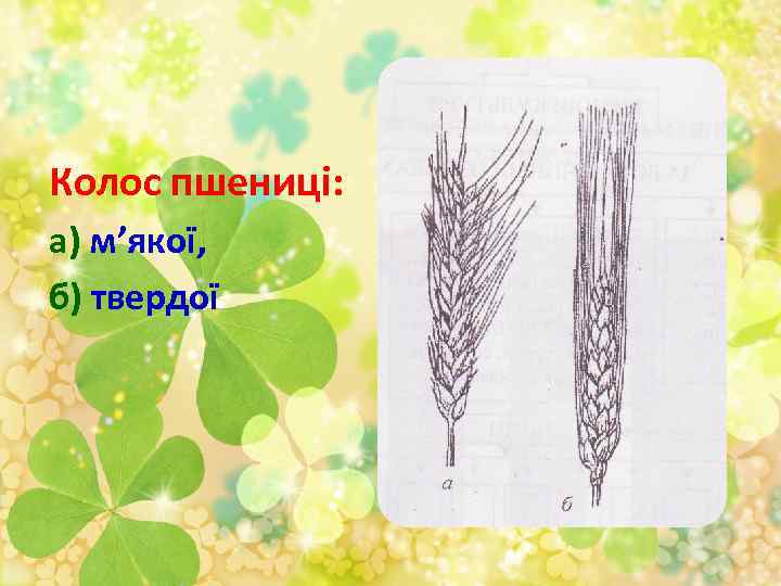 Колос пшениці: а) м’якої, б) твердої 