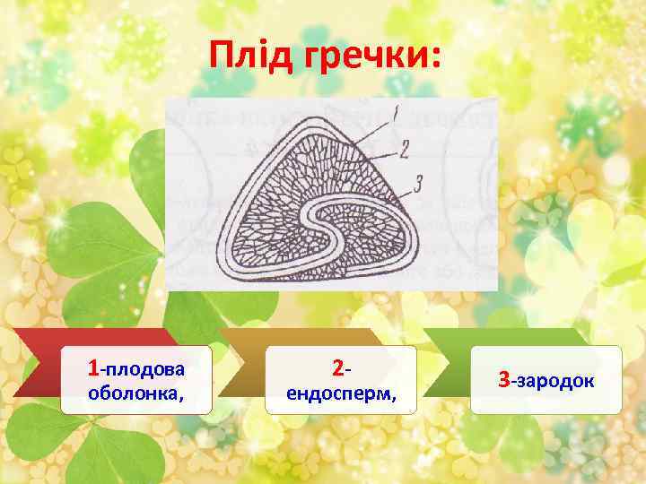 Плід гречки: 1 -плодова оболонка, 2 - ендосперм, 3 -зародок 