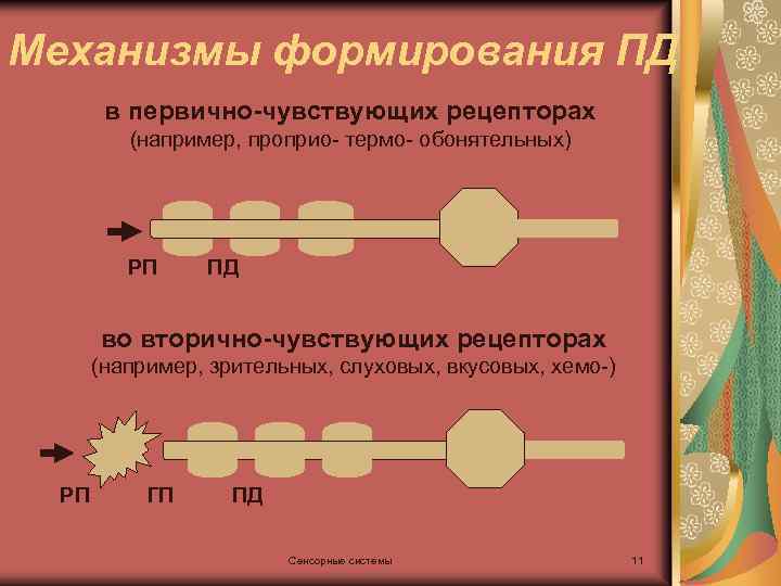 Ощущение рецепторы