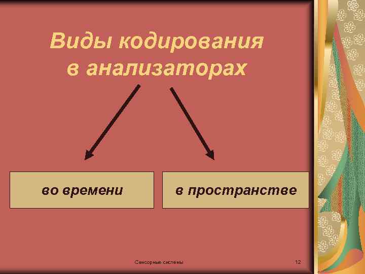 Виды кодирования в анализаторах во времени в пространстве Сенсорные системы 12 