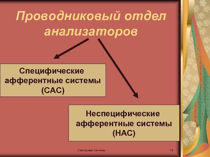 Проводниковый отдел анализаторов Специфические афферентные системы (САС) Неспецифические афферентные системы (НАС) Сенсорные системы 13