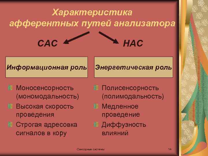 Характеристика афферентных путей анализатора САС НАС Информационная роль Энергетическая роль Моносенсорность (мономодальность) Высокая скорость