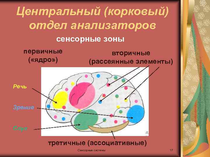 Корковые анализаторы