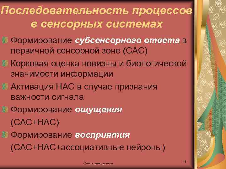 Последовательность процессов в сенсорных системах Формирование субсенсорного ответа в первичной сенсорной зоне (САС) Корковая