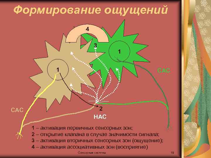 Формирование ощущений 4 3 1 САС 2 НАС 1 – активация первичных сенсорных зон;