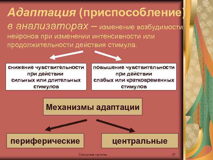 Адаптация (приспособление) в анализаторах – изменение возбудимости нейронов при изменении интенсивности или продолжительности действия