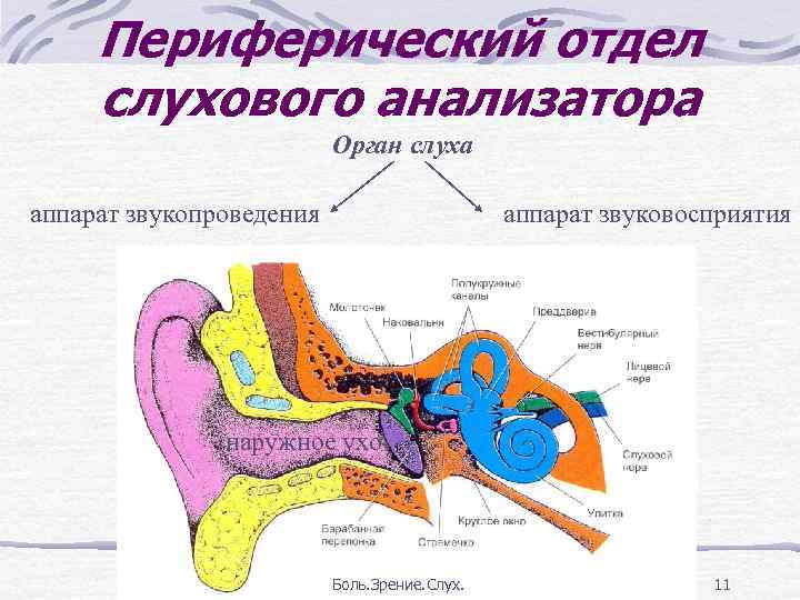 Какого строение слухового анализатора. Отделы периферического отдела слухового анализатора. Строение слухового анализатора анатомия.