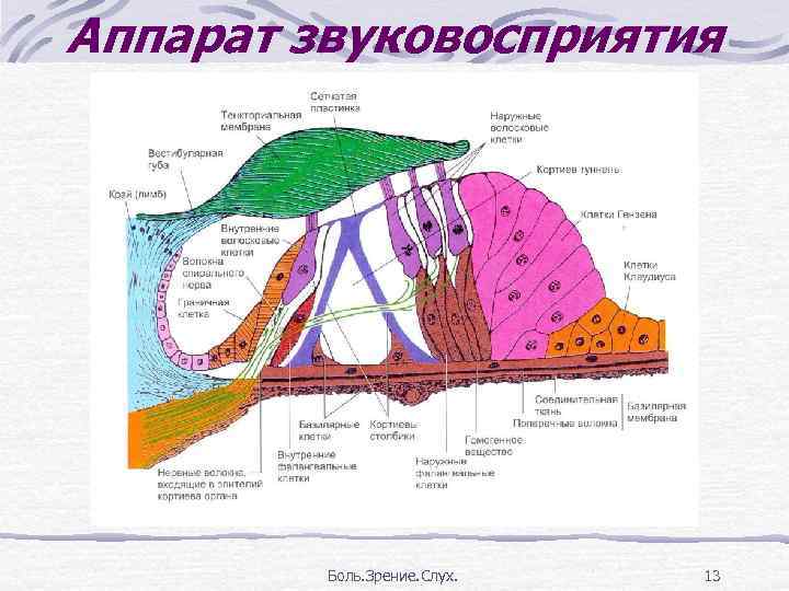 Схема строения сенсорной системы физиология