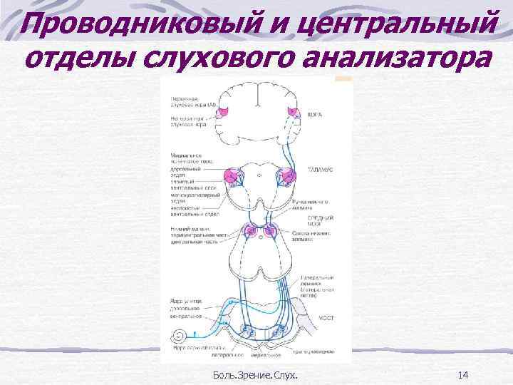 Схема слуховой сенсорной системы физиология