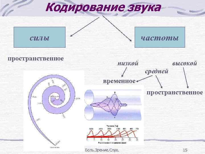 Частота кодирования. Кодирование высоты и силы звука физиология. Механизм кодирования силы звука физиология. Пространственное и временное кодирование физиология. Сила звука кодируется.