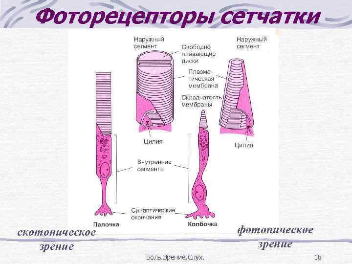 Схема сенсорные преобразования в фоторецепторах