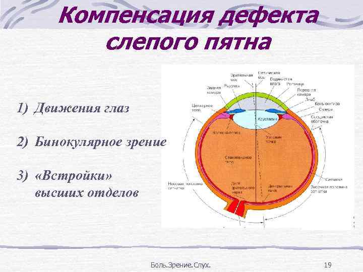 Схема строения сенсорной системы физиология