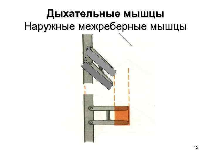 Дыхательные мышцы Наружные межреберные мышцы 13 