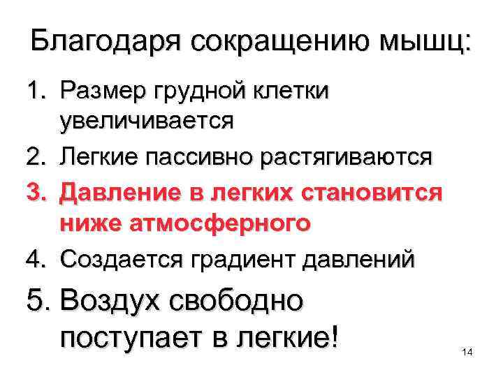 Благодаря сокращению мышц: 1. Размер грудной клетки увеличивается 2. Легкие пассивно растягиваются 3. Давление