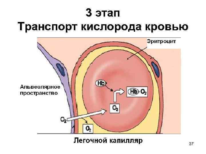 3 этап Транспорт кислорода кровью 37 