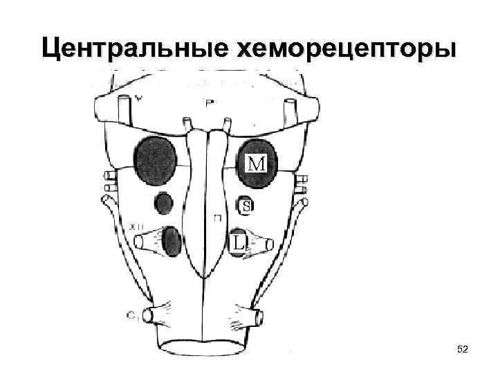 Центральные хеморецепторы 52 