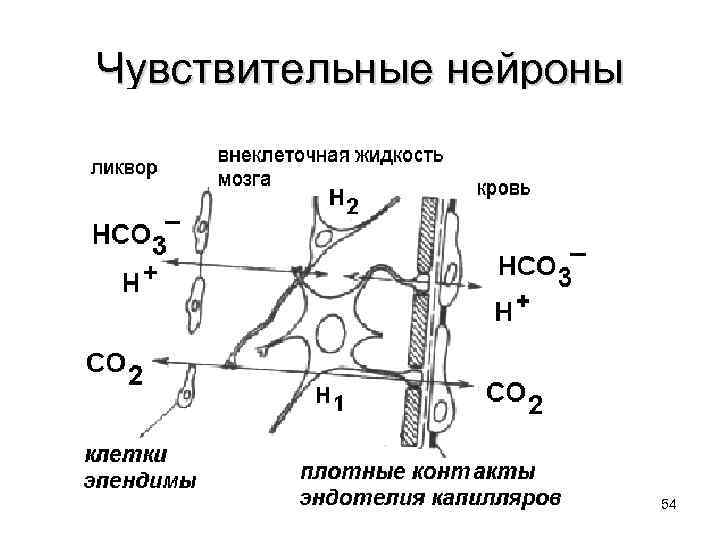 Чувствительные нейроны 54 