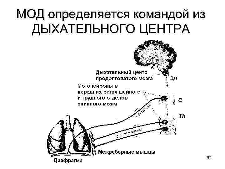 МОД определяется командой из ДЫХАТЕЛЬНОГО ЦЕНТРА 62 