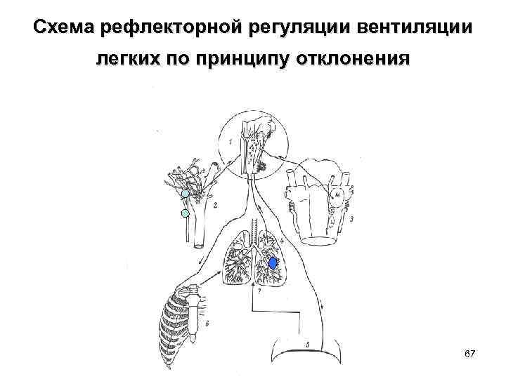 Схема рефлекторной регуляции вентиляции легких по принципу отклонения 67 