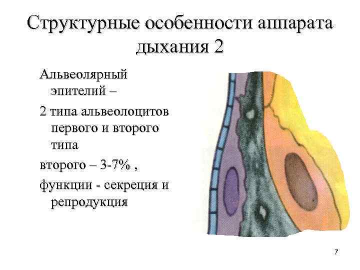 Структурные особенности аппарата дыхания 2 Альвеолярный эпителий – 2 типа альвеолоцитов первого и второго