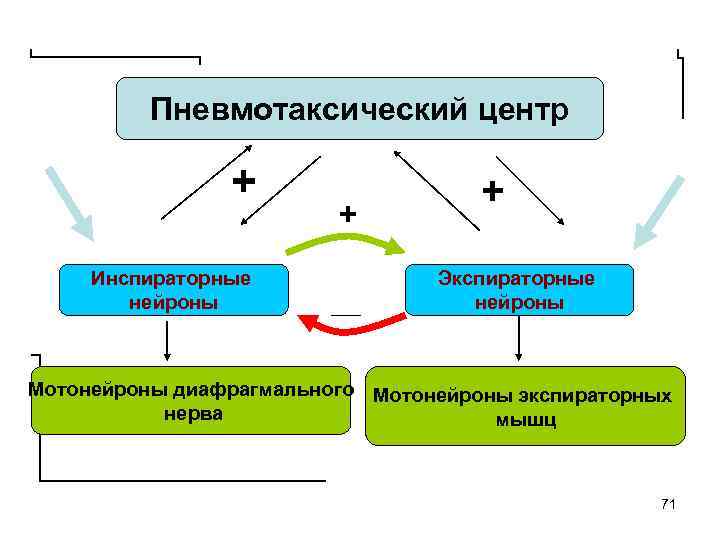 Пневмотаксический центр + Инспираторные нейроны + + Экспираторные нейроны Мотонейроны диафрагмального Мотонейроны экспираторных нерва
