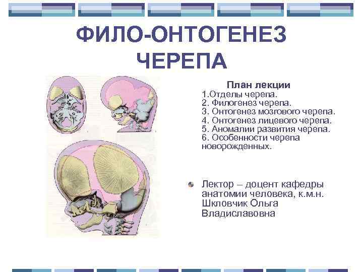  ФИЛО-ОНТОГЕНЕЗ ЧЕРЕПА План лекции 1. Отделы черепа. 2. Филогенез черепа. 3. Онтогенез мозгового