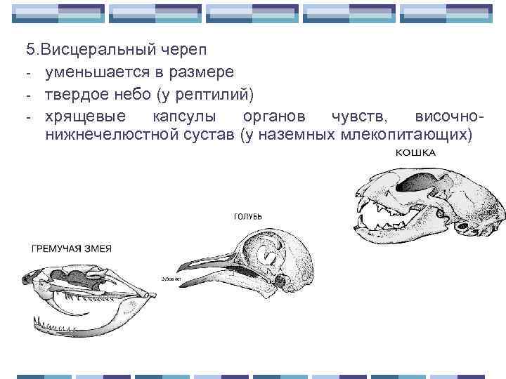 5. Висцеральный череп - уменьшается в размере - твердое небо (у рептилий) - хрящевые