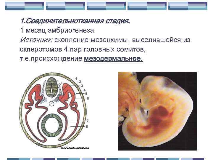 1. Соединительнотканная стадия. 1 месяц эмбриогенеза Источник: скопление мезенхимы, выселившейся из склеротомов 4 пар