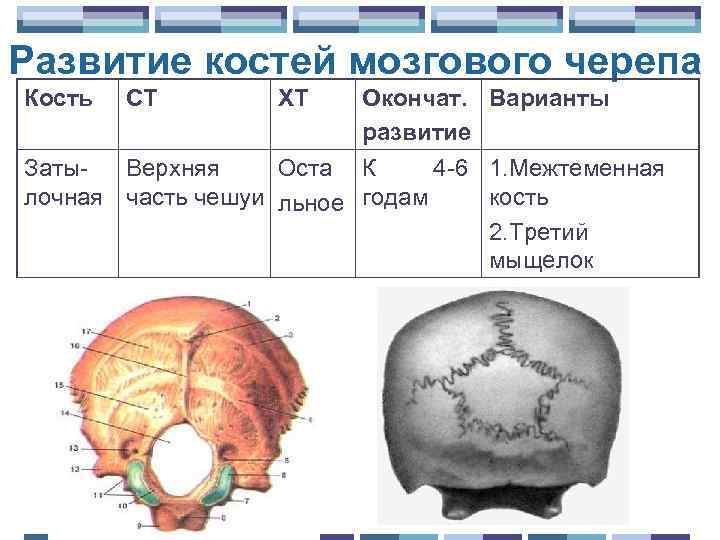 Развитие костей мозгового черепа Кость СТ ХТ Окончат. Варианты развитие Заты. Верхняя Оста К