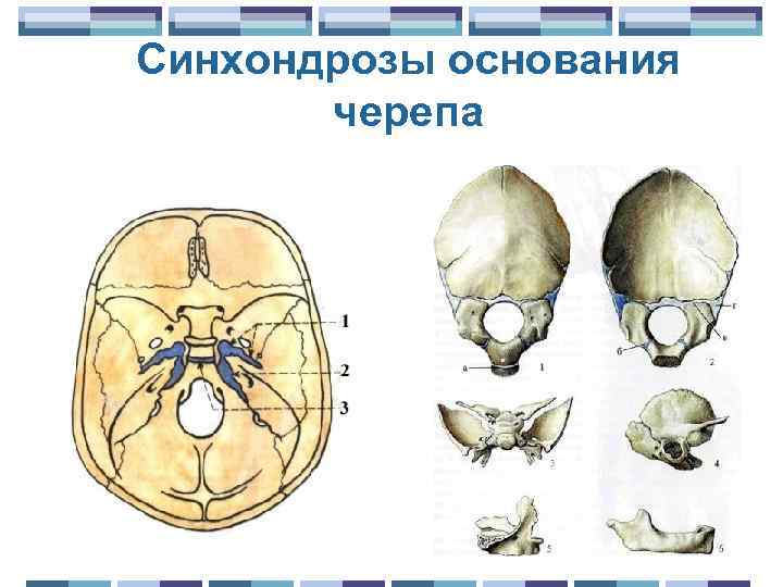 Синхондрозы основания черепа 