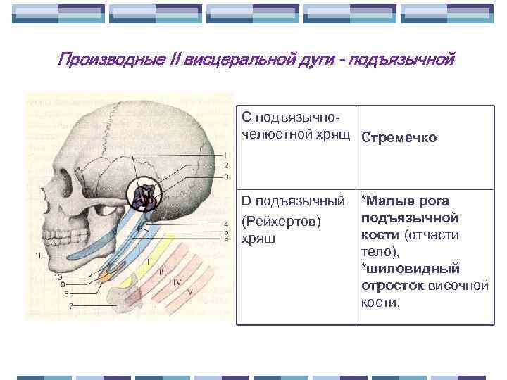 Производные II висцеральной дуги - подъязычной C подъязычночелюстной хрящ Стремечко D подъязычный (Рейхертов) хрящ