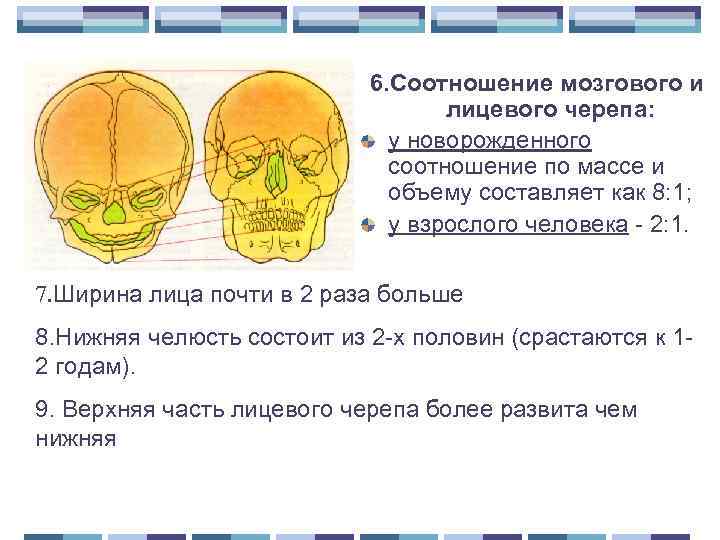 6. Соотношение мозгового и лицевого черепа: у новорожденного соотношение по массе и объему составляет