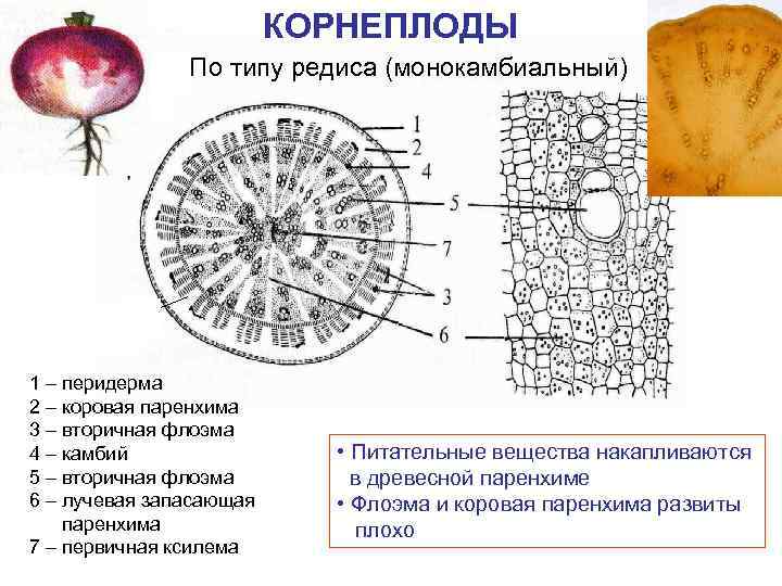 КОРНЕПЛОДЫ По типу редиса (монокамбиальный) 1 – перидерма 2 – коровая паренхима 3 –