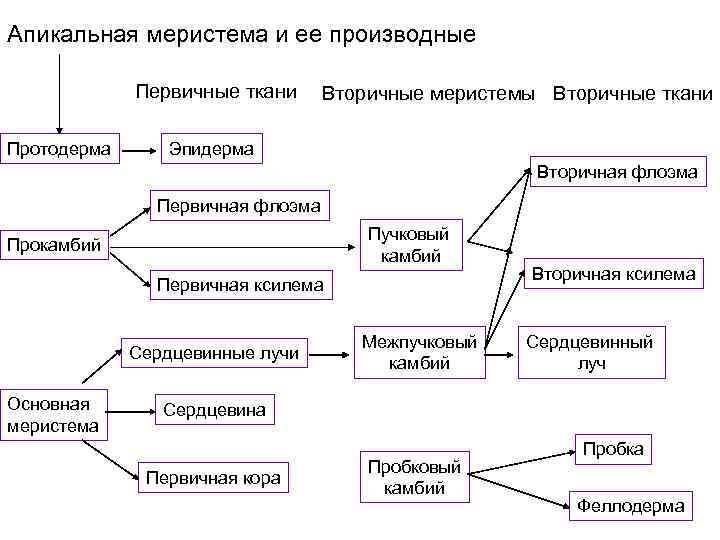 Апикальная меристема и ее производные Первичные ткани Протодерма Вторичные меристемы Вторичные ткани Эпидерма Вторичная