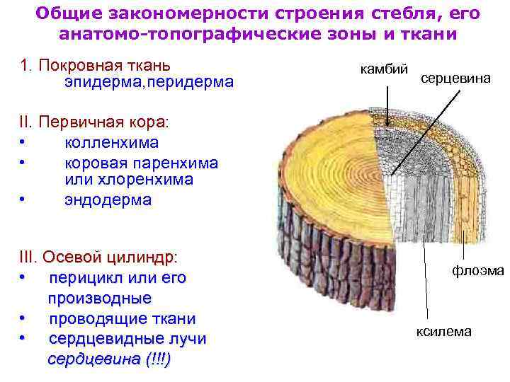 Общие закономерности строения стебля, его анатомо-топографические зоны и ткани 1. Покровная ткань эпидерма, перидерма
