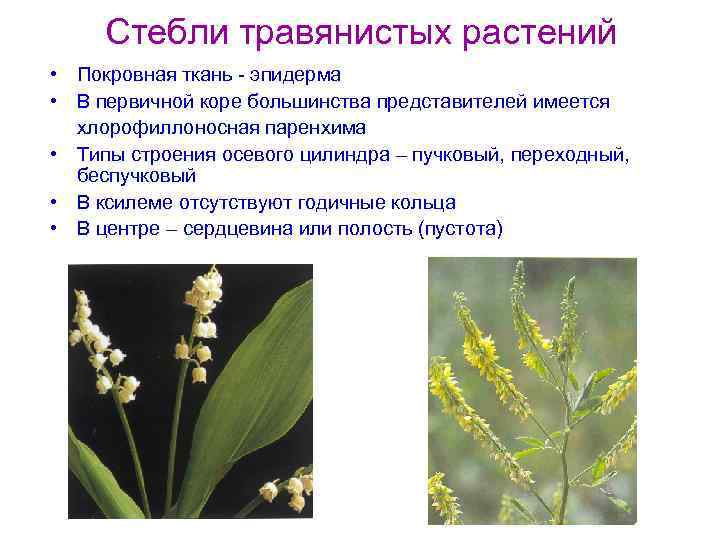 Стебли травянистых растений • Покровная ткань - эпидерма • В первичной коре большинства представителей