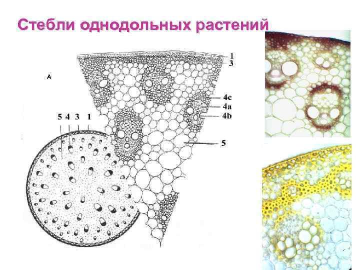 Стебли однодольных растений A 