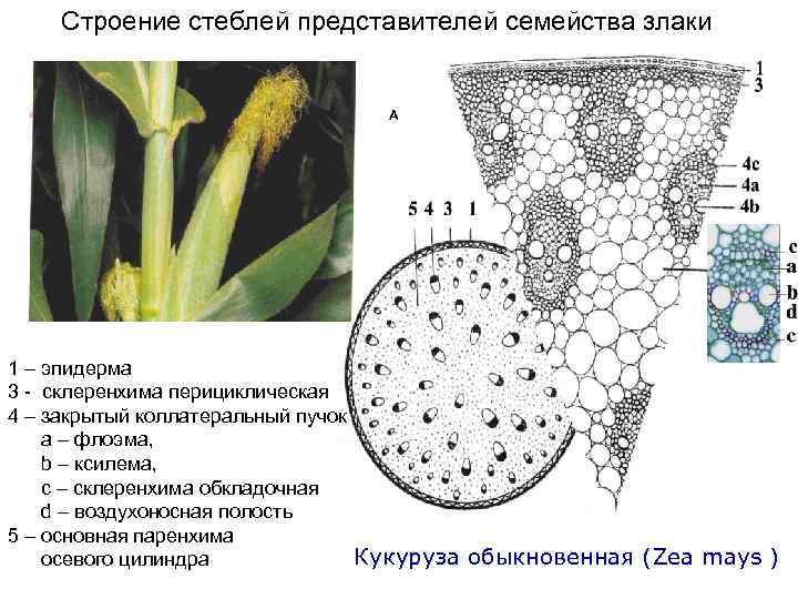 Строение стеблей представителей семейства злаки A 1 – эпидерма 3 - склеренхима перициклическая 4