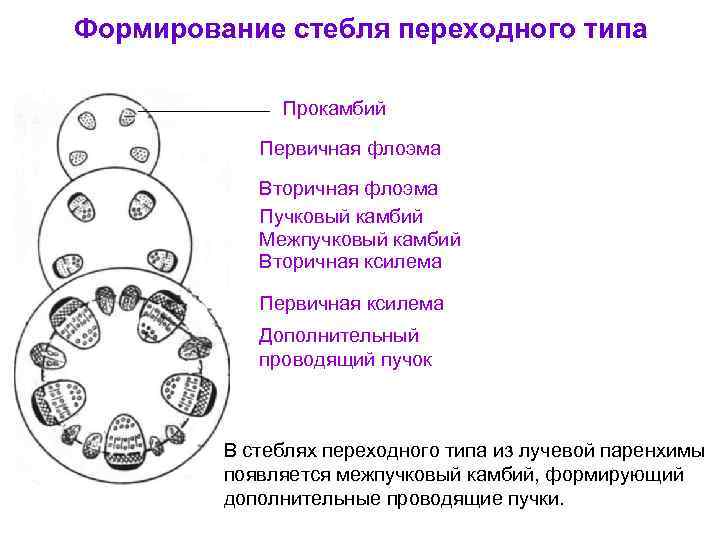 Формирование стебля переходного типа Прокамбий Первичная флоэма Вторичная флоэма Пучковый камбий Межпучковый камбий Вторичная