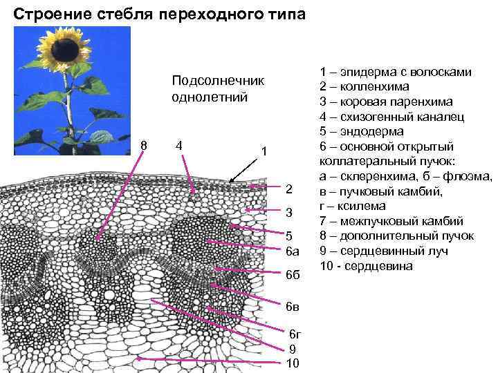 Строение стебля переходного типа Подсолнечник однолетний 8 4 1 2 3 5 6 а