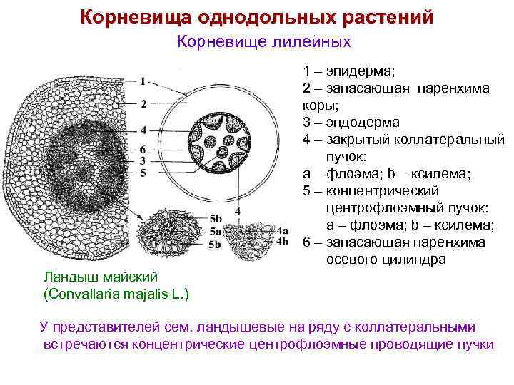 Корневища однодольных растений Корневище лилейных 1 – эпидерма; 2 – запасающая паренхима коры; 3