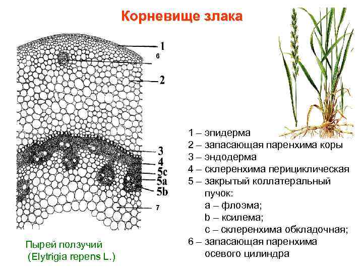 Корневище злака 6 7 Пырей ползучий (Elytrigia repens L. ) 1 – эпидерма 2