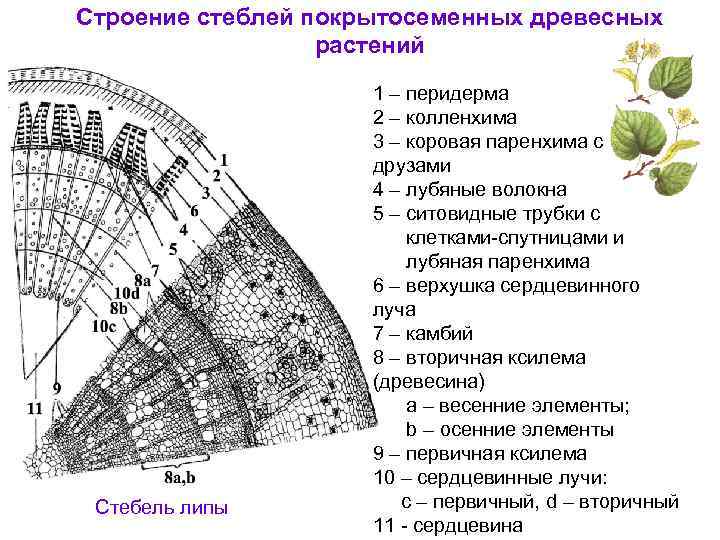 Строение стеблей покрытосеменных древесных растений Стебель липы 1 – перидерма 2 – колленхима 3