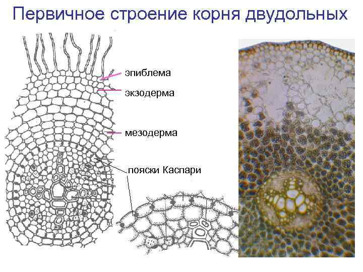 Первичное строение корня двудольных эпиблема экзодерма мезодерма пояски Каспари 