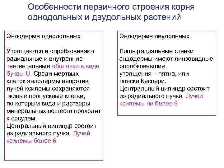 Особенности первичного строения корня однодольных и двудольных растений Эндодерма однодольных Эндодерма двудольных Утолщаются и