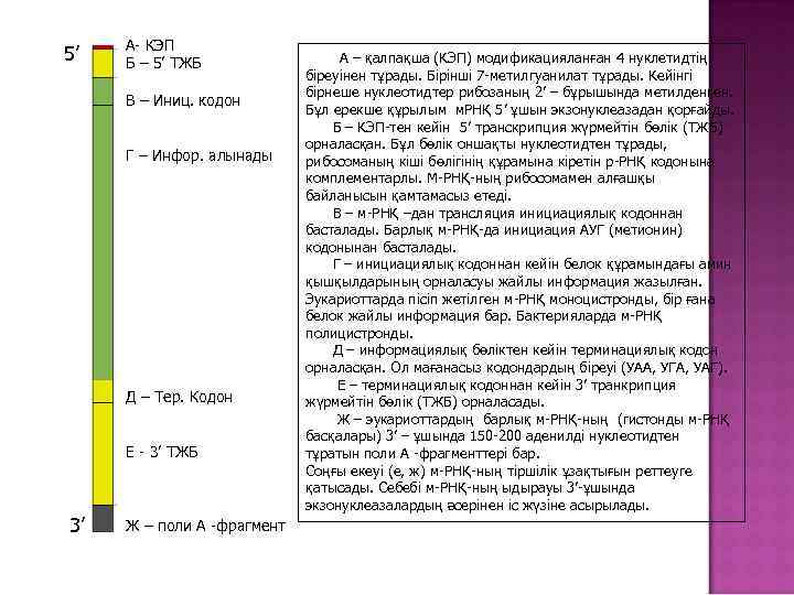 5’ А- КЭП Б – 5’ ТЖБ В – Иниц. кодон Г – Инфор.