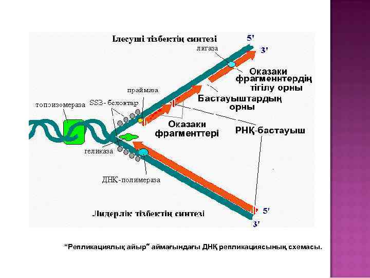 Геликаза